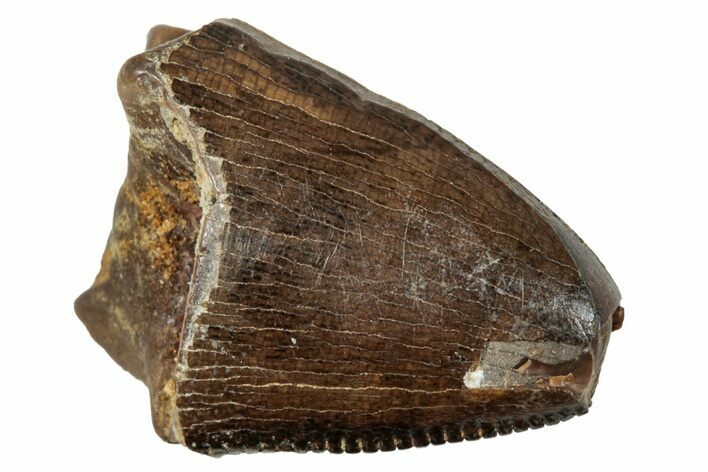 Serrated Tyrannosaur Tooth Tip - Judith River Formation #276473